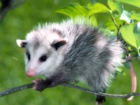 动物世界：山寨还是原创之十一