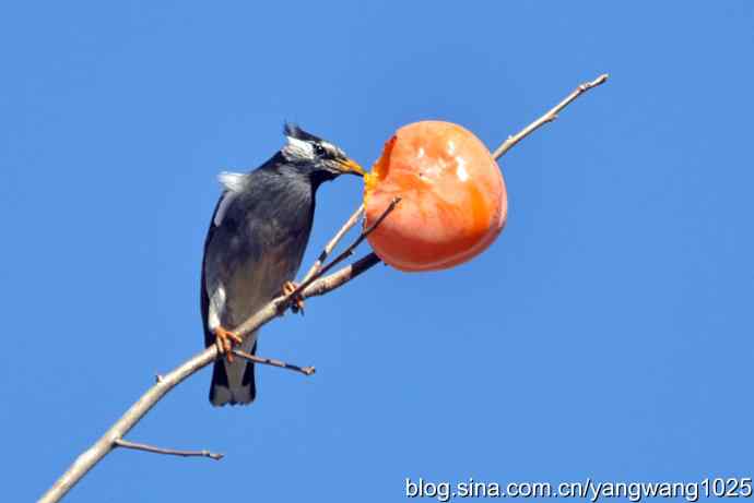 吃柿子的白头鹎
