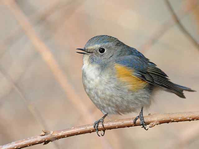植物园拍摄红胁蓝尾鸲