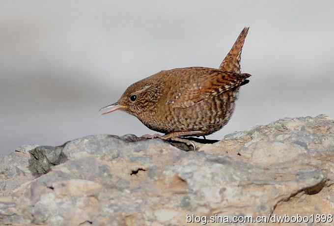 赤颈鸫和小鹪鹩