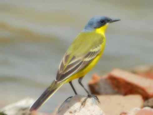 美丽无罪：雀鸟之欣赏2