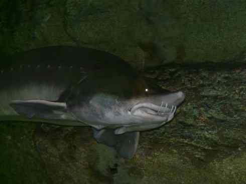 鱼类活化石：中华鲟