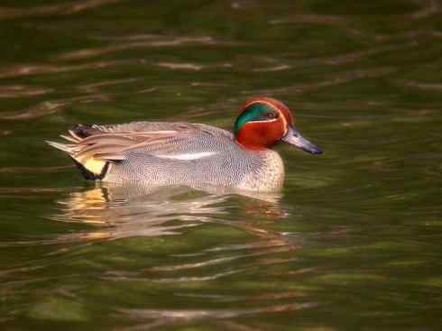 家禽驯化之源之十四