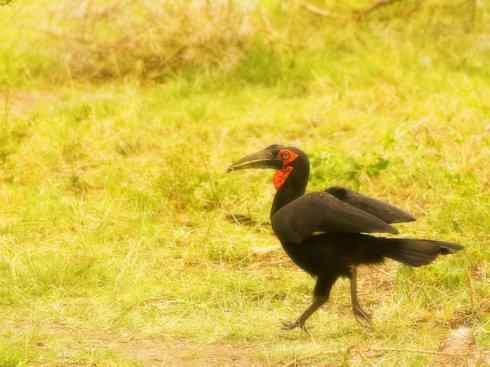 天生猎手：非猛禽类猎手之三（捕蛇高手蛇鹫、地犀鸟）