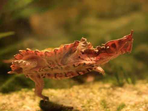 玄武：传说的兽原型探秘（玛塔龟）