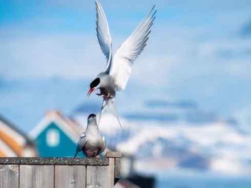 自然奇观：动物大迁徙(燕鸥类)