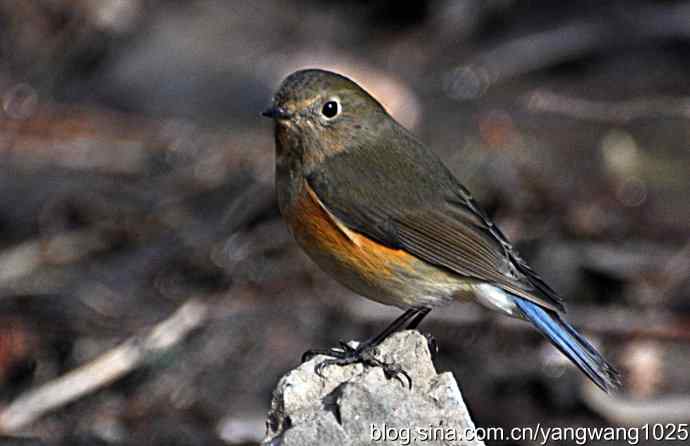 北京植物园的鸟类——红肋蓝尾鸲 3