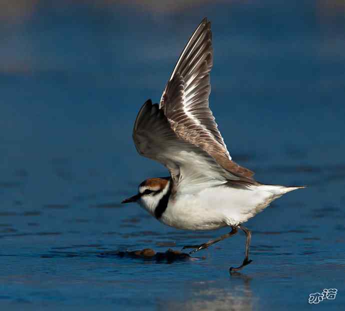 官厅水库&nbsp;wbr路&nbsp;wbr环颈鸻
