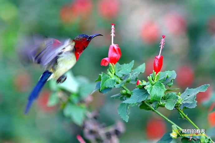 悬停的鈥溙裟疋