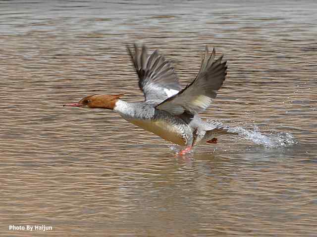 游走山水 猎摄河湾