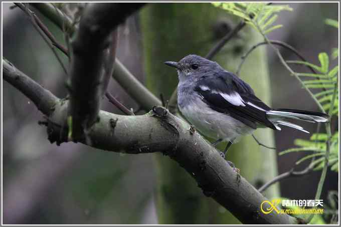 阴天拍的是鈥溞那殁潯菊掌