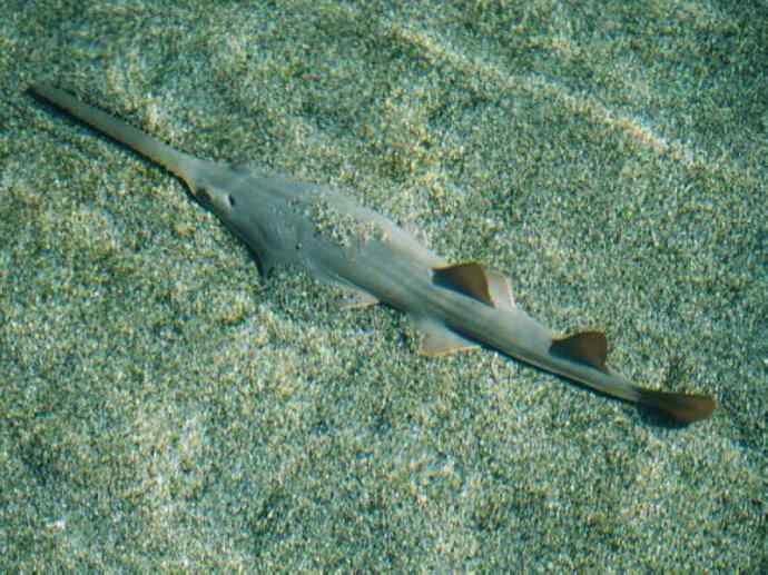 鱼类活化石:锯鳐 鱼类活化石:锯鳐