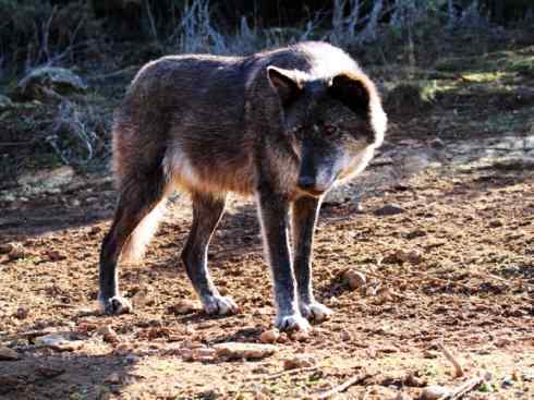 狈：传说的兽原型探秘（狼）