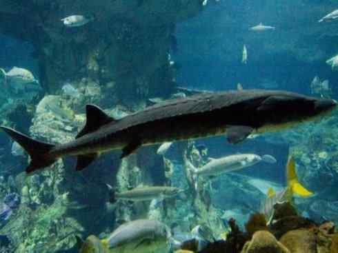 鱼类活化石：中华鲟