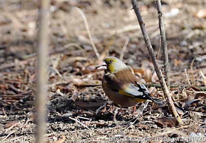 它的名字叫金翅