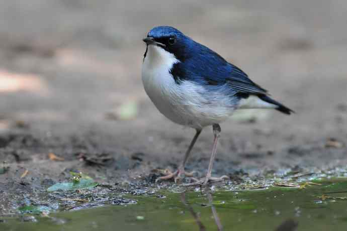 【综合】蓝歌邀宠 wbr五喉闹秋