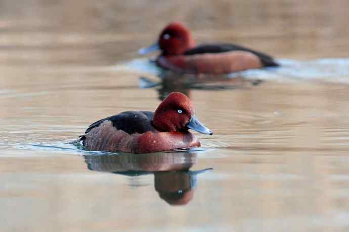 稻香湖的潜鸭☆