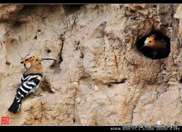 戴胜鸟图集欣赏