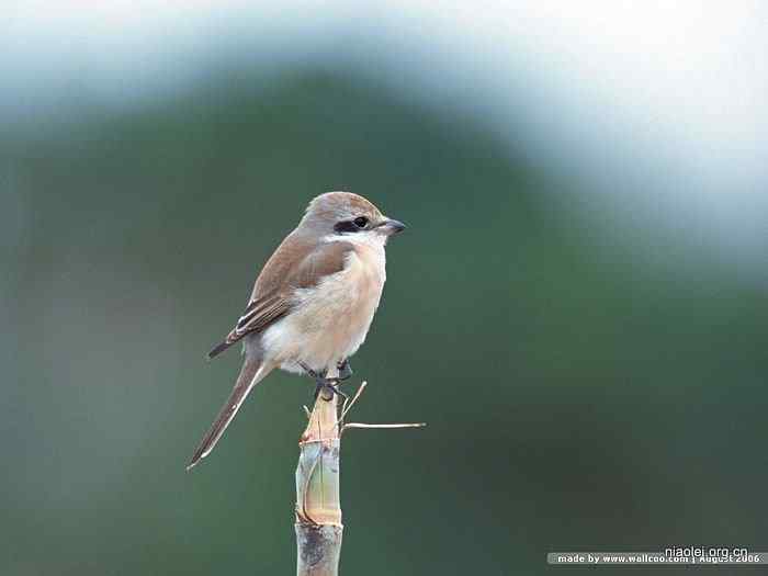 天极网壁纸：四季鸟类