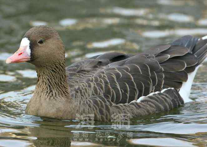 世界著名鸟类——雁形目