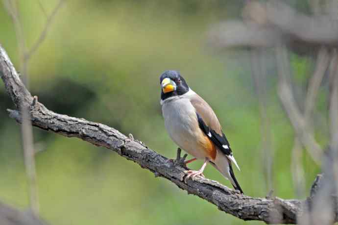 雄性黑尾蜡嘴雀（4）