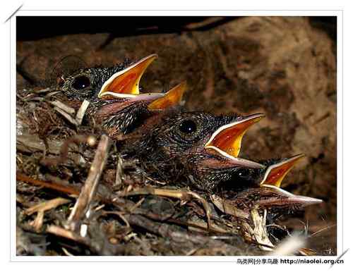 95张鸟儿嬉戏精品图集