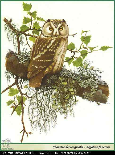 手绘画第5辑——猛禽和啄木鸟