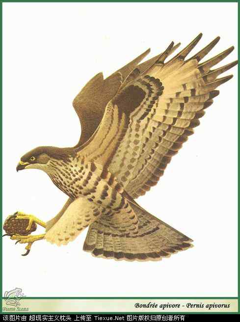 手绘画第5辑——猛禽和啄木鸟