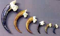 [组图]毛脚鵟的爪子