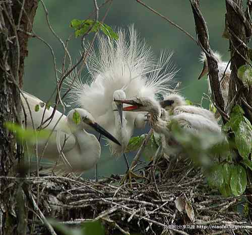 95张鸟儿嬉戏精品图集