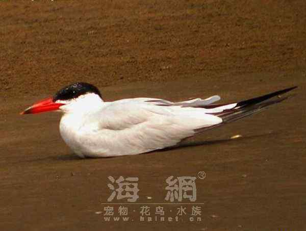 世界著名鸟类——海鸥