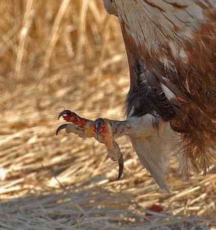 [组图]毛脚鵟的爪子