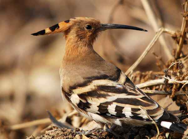 家乡的鸟(3),与戴胜的亲密接触(组图) 家乡的鸟(3),与戴胜的亲密接触(组图)