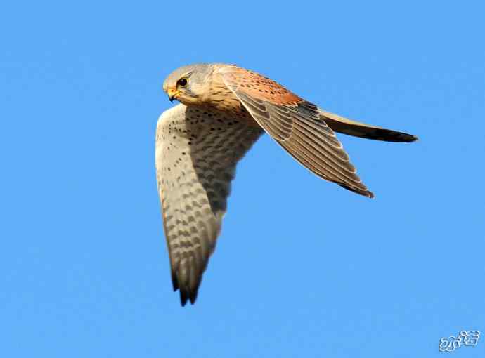 官厅水库&nbsp;wbr路&nbsp;wbr风中悬停的红隼