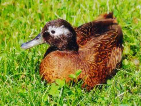 欣赏：美丽的钻水鸭2