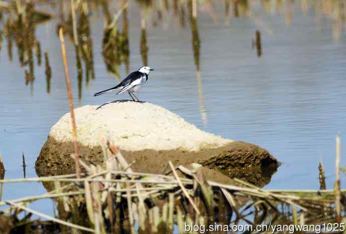 湖畔的白鹡鸰 wbr1