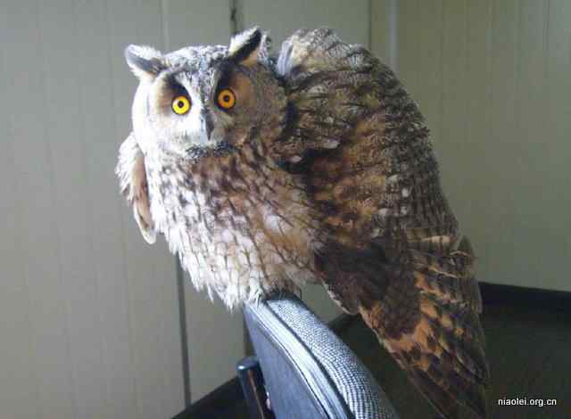 网友放生猫头鹰 网友放生猫头鹰