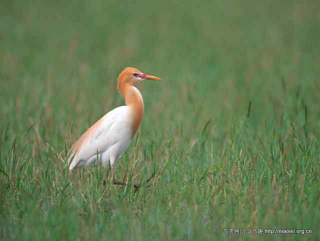 鹤类、水鸟精美摄影壁纸欣赏