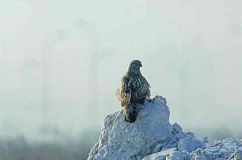 观鸟摄影之趣——人与鵟
