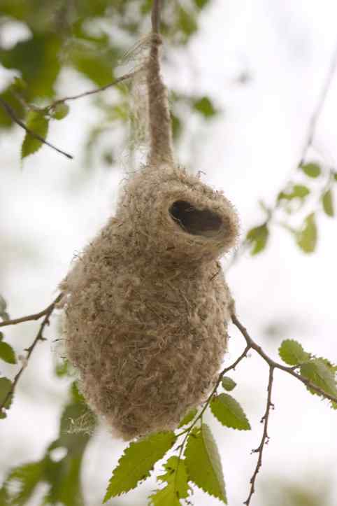 攀雀终于做了父亲