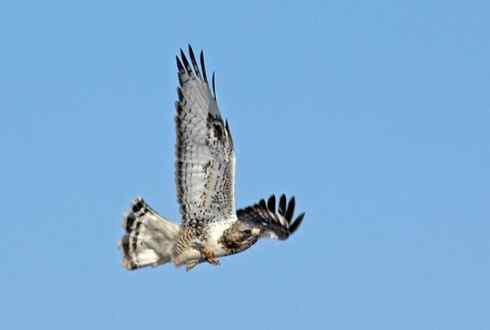 东北地区的留鸟