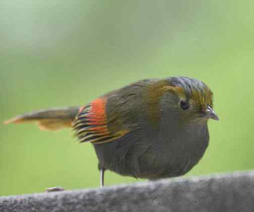 文殊院的灰胸薮鹛