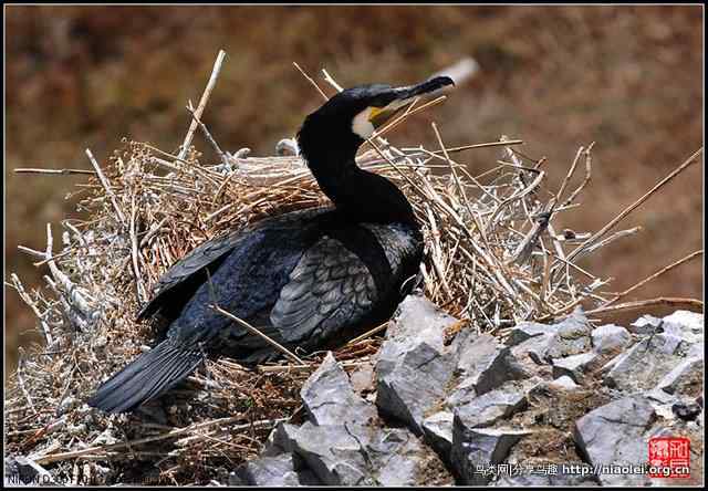 【加贝先生原创摄影】 青海湖鸟岛上的鸬鹚鸟(16p)
