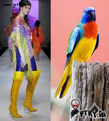 时装模特 VS 鸟儿模特
