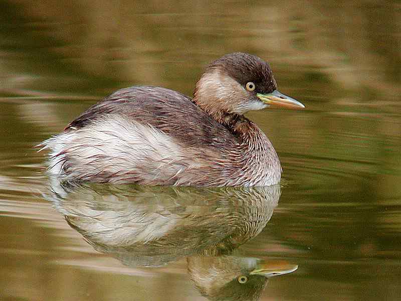 厦门常见鸟类图谱