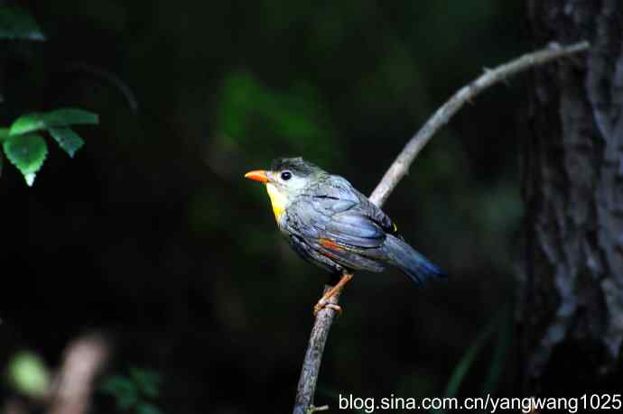 它发现了滴水的水龙头（红嘴相思鸟）