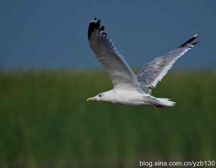 康西草原——孤独的银鸥（组图，7张图片）