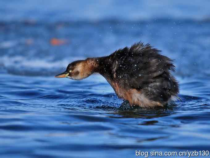 蓝色妖姬（组图，5张图片）