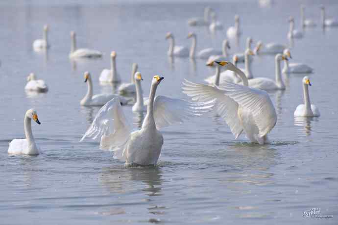 烟墩角&nbsp;wbr路&nbsp;wbr再次与大天鹅亲密相处