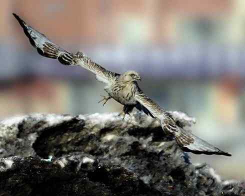 鵟的百变羽色——深棕型